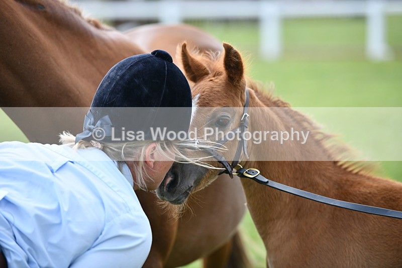 DSC_8551 - Class 69: Pure, Anglo & Part Bred In Hand Arab