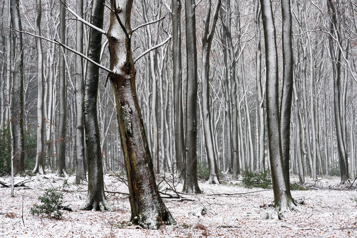 Winters chilling embrace - WINTER