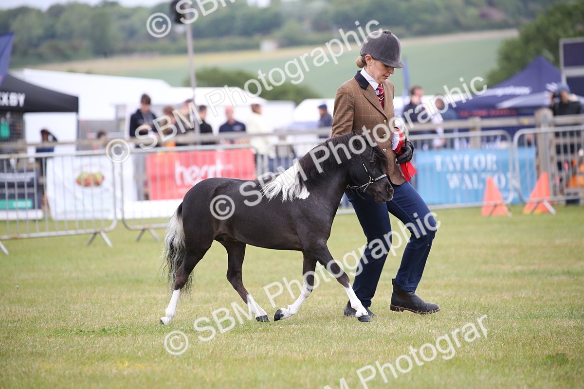 SBM_03586 - Class 23-25 - British Miniature Horse of the Year
