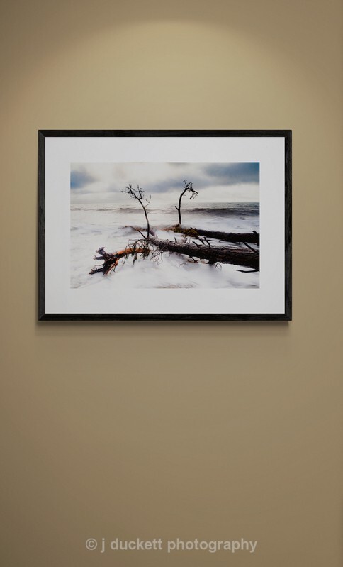 Fallen Trees in the Ocean
