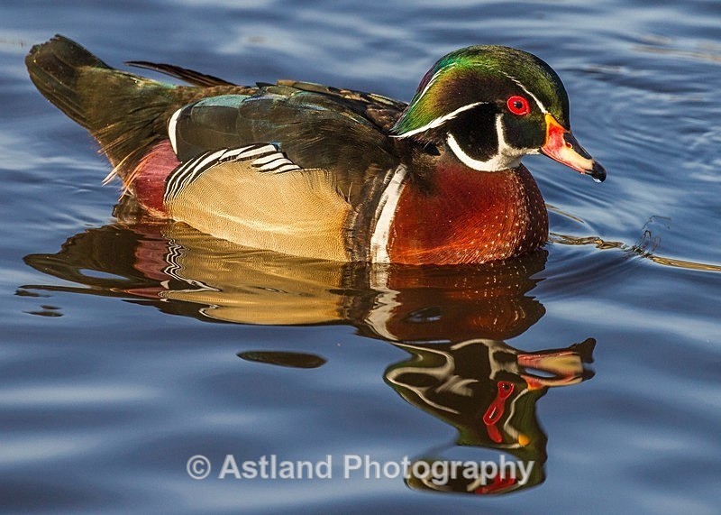 Astland Photography, Bird and Wildlife Images, Susan and Peter Wilson, U.K.