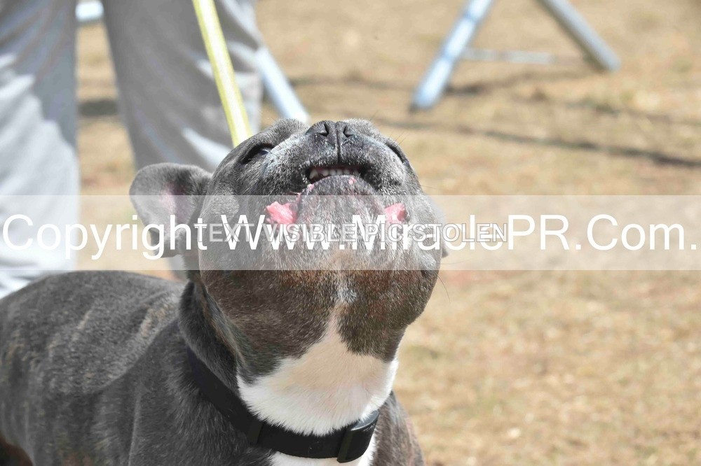 SH4_0059 - Dog show.