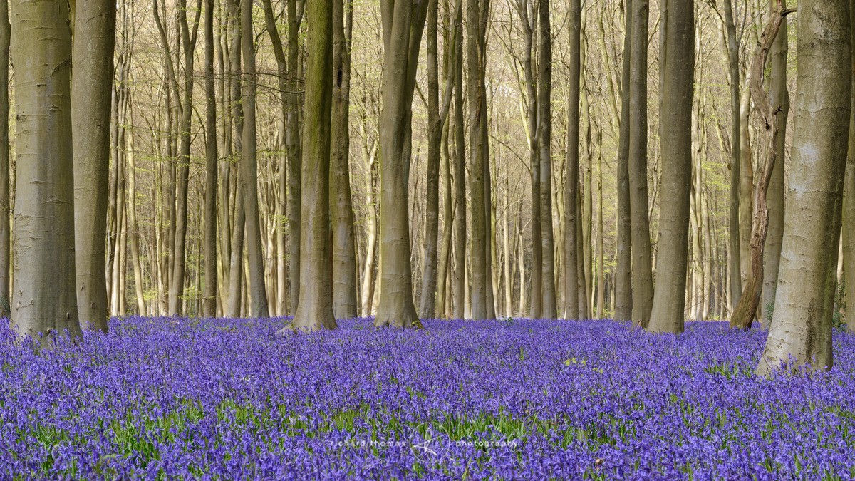 Bluebell shade - BlueWood