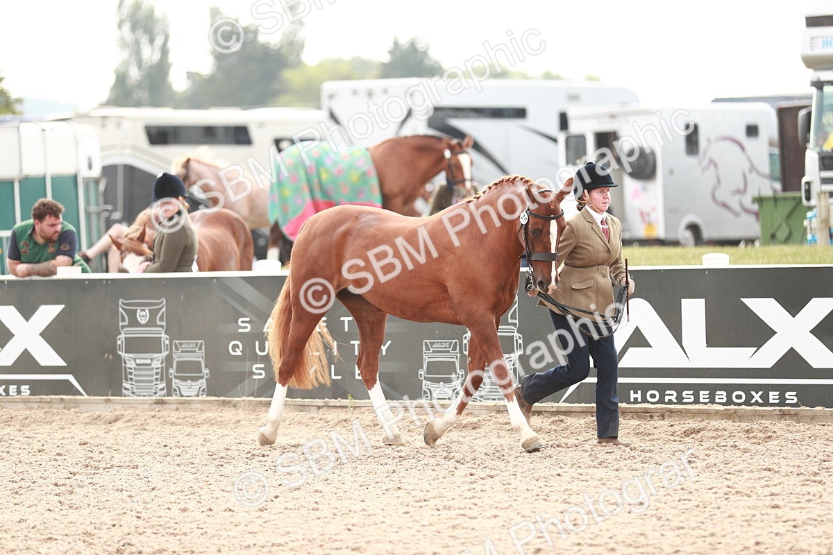 SBM_13165 - Class 208 IH Veteran Horse