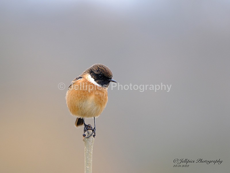  - Wildlife and Nature