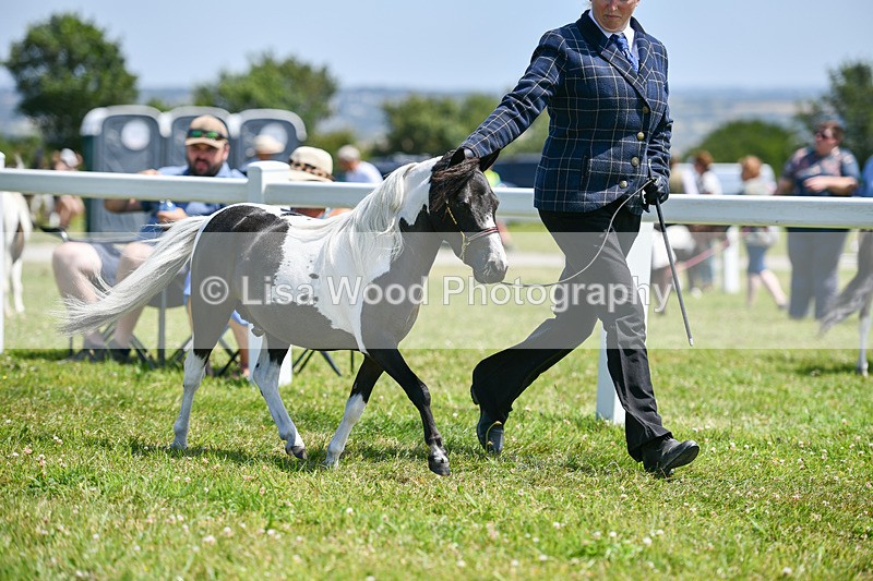 DSC_7277 - Miniature Horse Championship