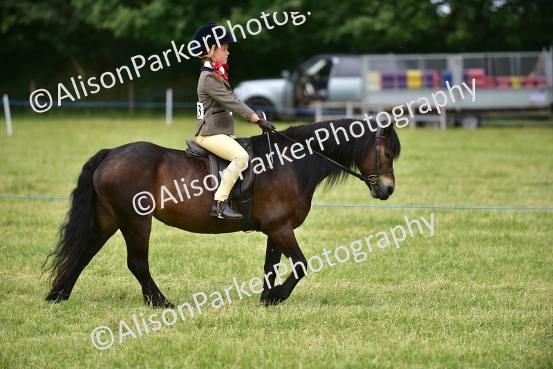 20260614-3629 - Class 15 - Prettiest Mare