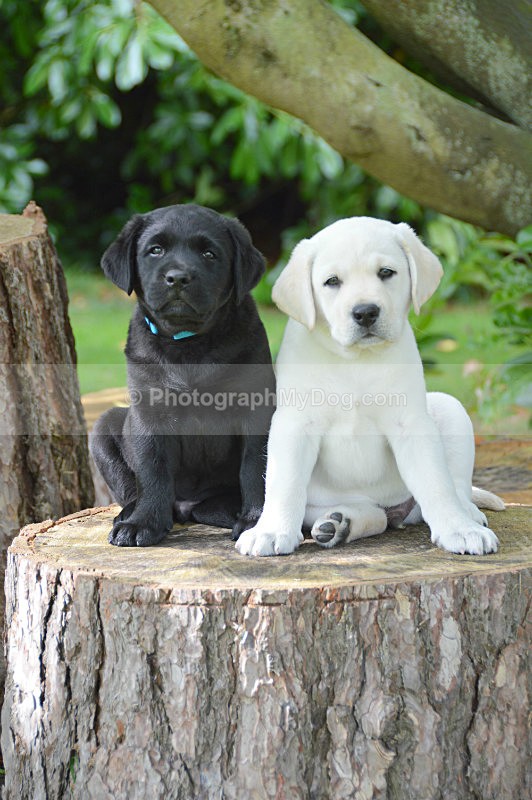  - Yellow and Black Labradors