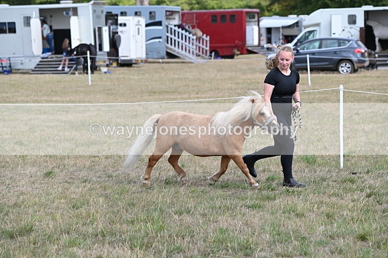 WJ6_6903 - Class 21 Shetland & Mini Horses