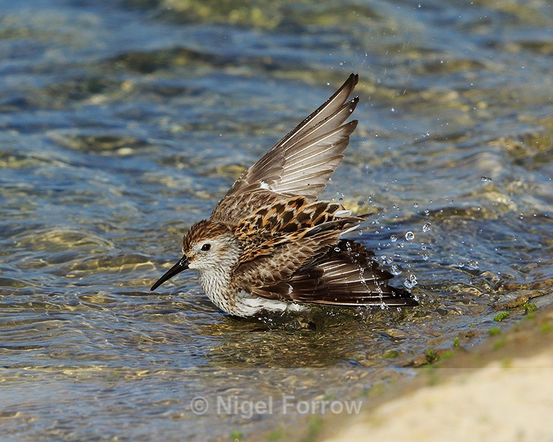 Dunlin having a bath at Farmoor - Dunlin