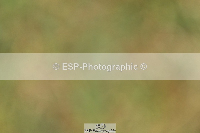 260730-120627-00603 - Cls 9 95cm Amateur