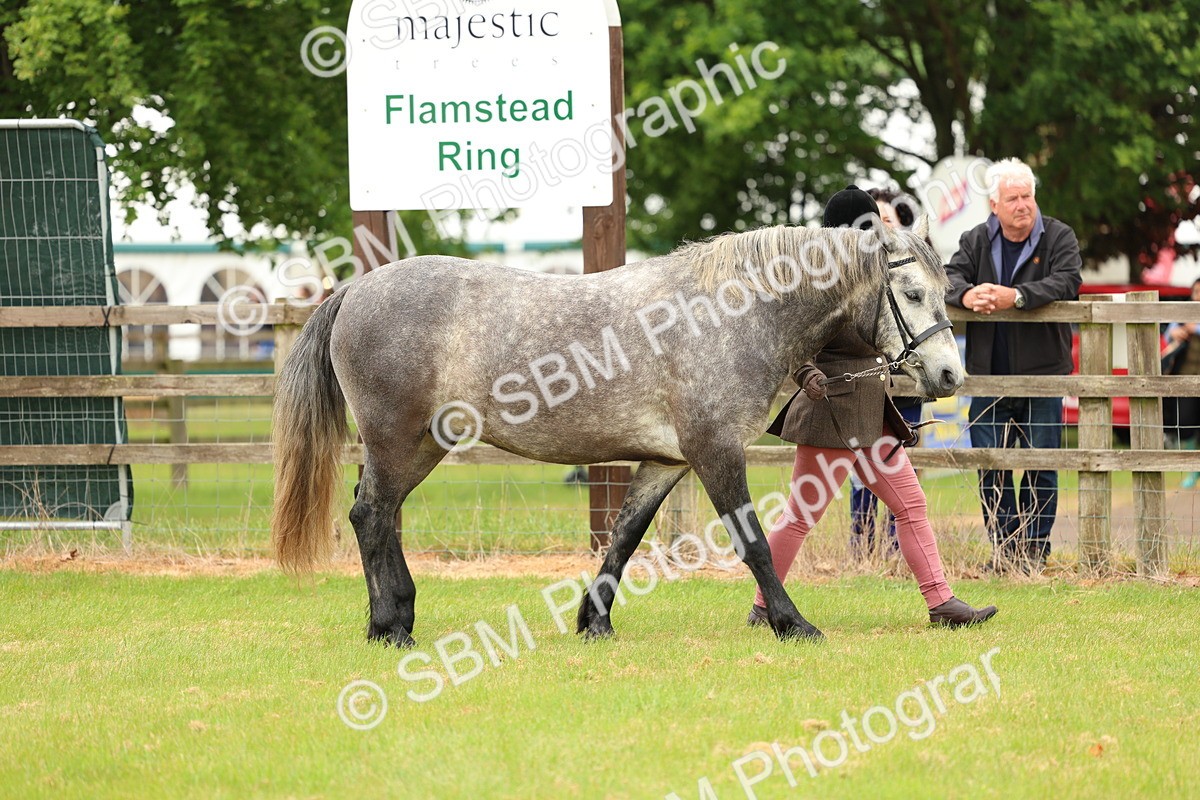 SBM_04088 - Class 64-67 - Shetland Pony In Hand