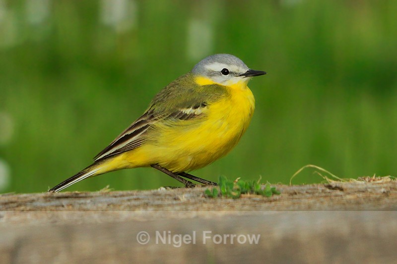 Channel Wagtail near the treatment works at Farmoor - Yellow Wagtail