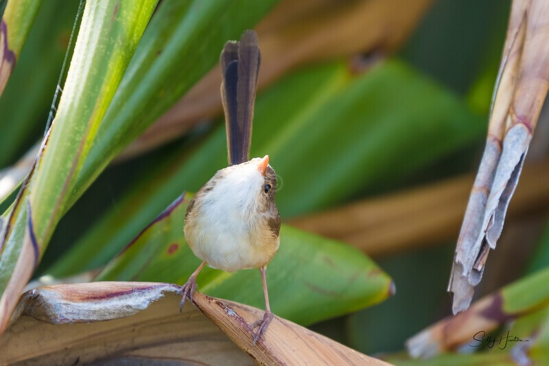 Danger Above 0A3A3200 - Red-backed Fairy Wren