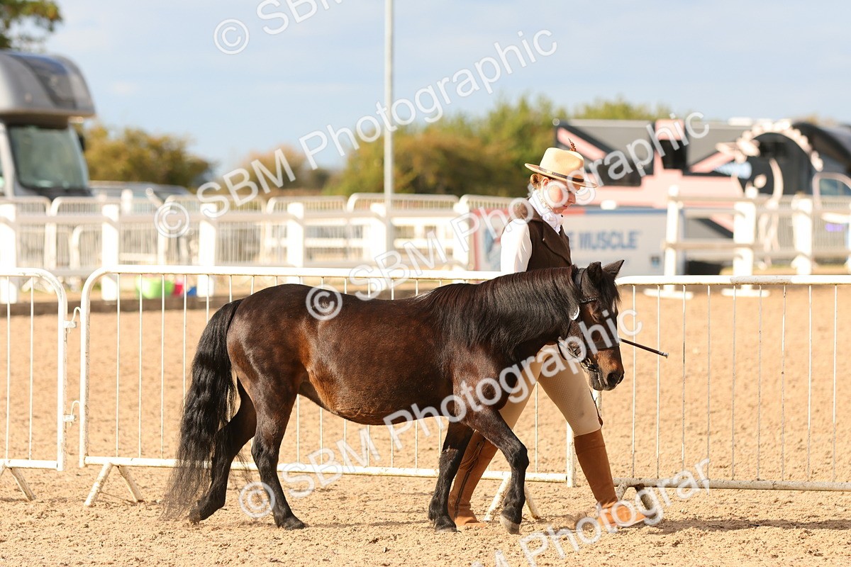 SBM_18333 - Class 318 - IH Part Bred Horse Pony