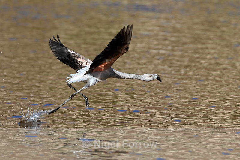 Chilean Flamingo (immature) starts take off run, Machuca, Chile - Chilean Flamingo