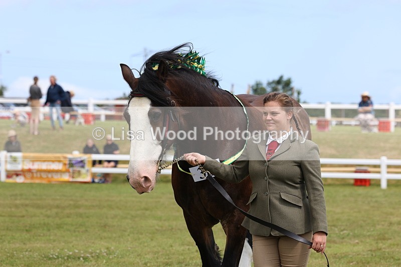 3E7A0723 - Class 7: Heavy Horse In Hand