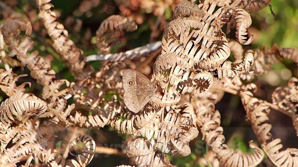 Camouflage Master - SA - BIRDS & INSECTS
