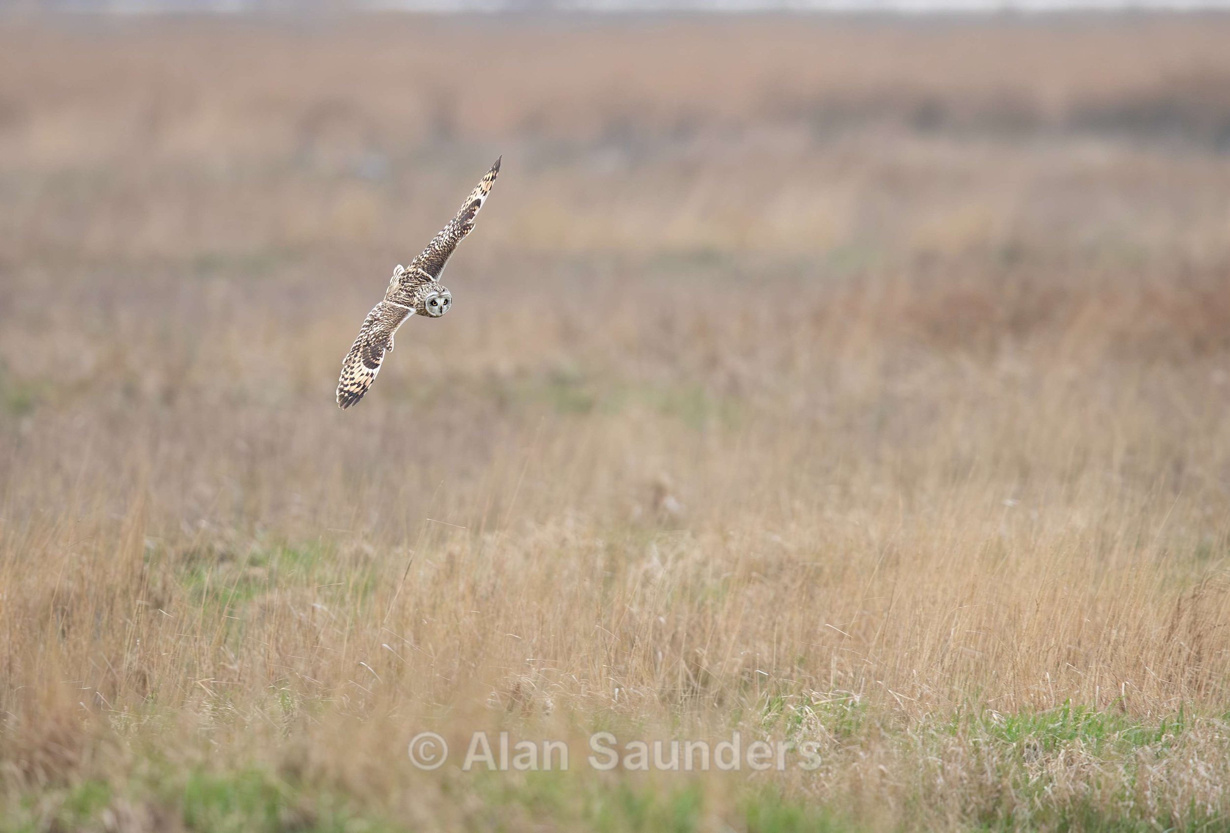 Short Eared Owl