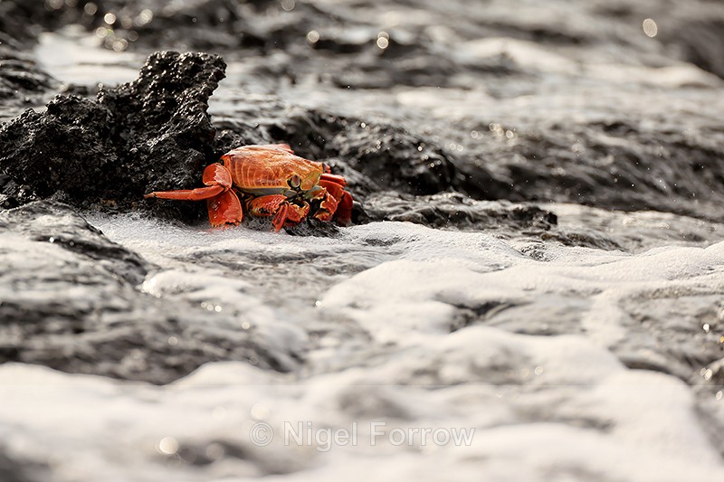 Sally Lightfoot Crab at water's edge, San Cristobal, Galapagos - Crabs