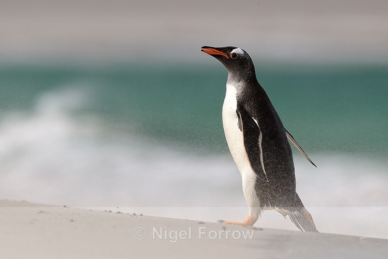 Gentoo Penguin on Leopard Beach, Carcass Island, Falklands - Gentoo Penguin