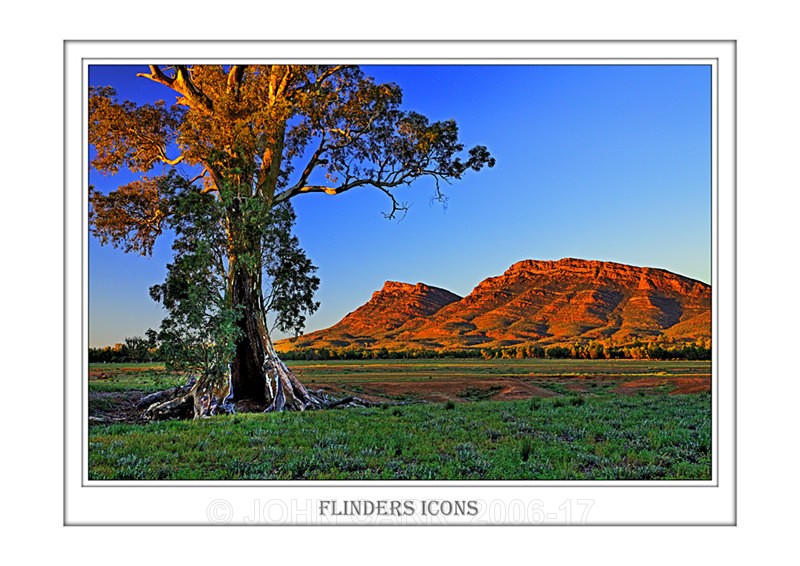 Beautiful Wall Art print with a Border, showing the Cazneaux Tree and Ramparts of Wilpena Pound, South Australia.