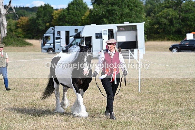 WJ7_8003 - In-hand Championship