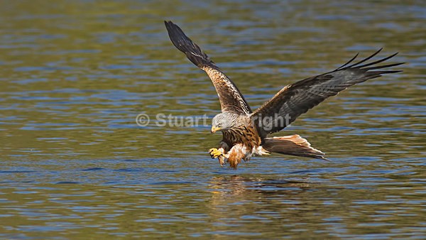10 - Wild Birds of Prey Inc. Owls