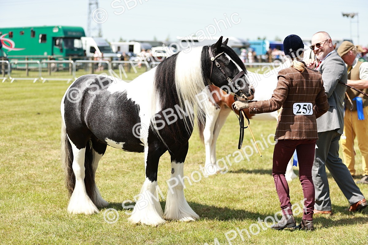 SBM_05511 - Class 41-45 - Riding Pony-Hunter Pony Breeding
