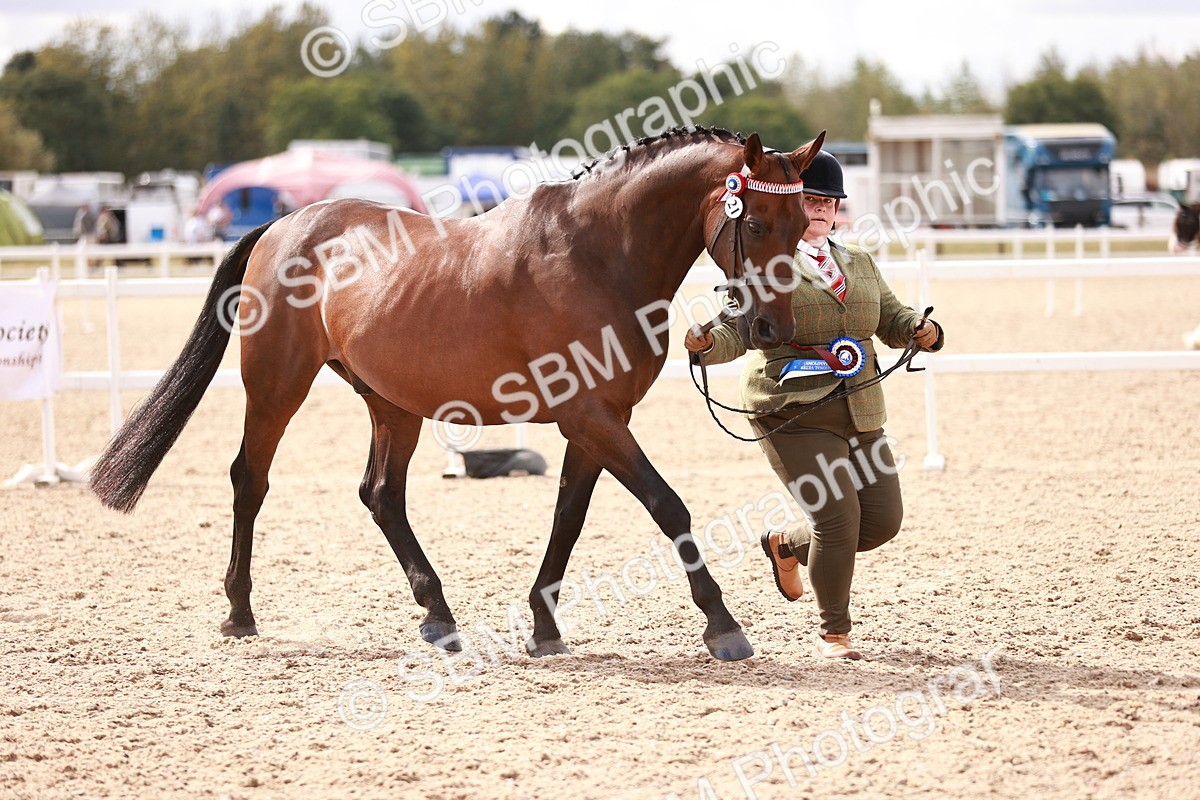SBM_14244 - Class 407 - IH Hack Riding Horse