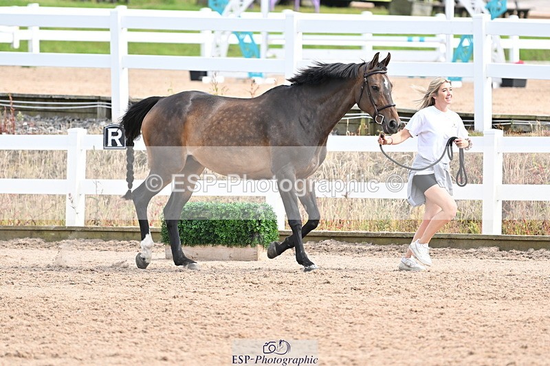 240717A-163837-03463 - Trot Up 4pm to 5pm