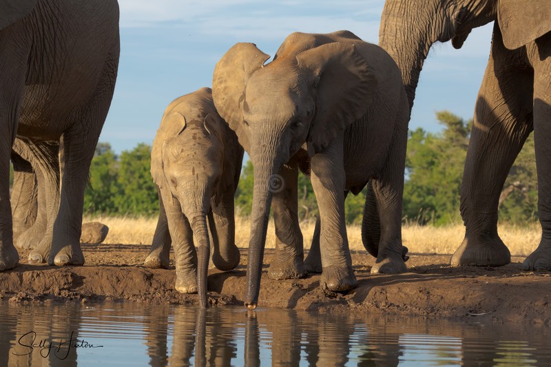 Elephant Baby 10