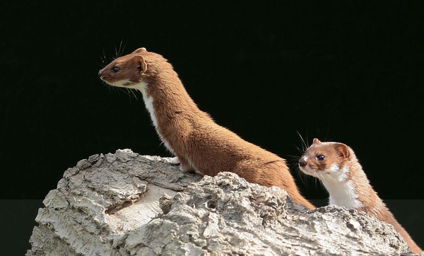 Weasel's - Captured Wild life/Domestic/ livestock Animals