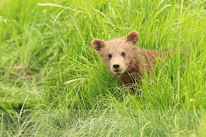 Brown Bear cub looks out from grass, Silver Salmon Creek, Alaska - Brown Bear