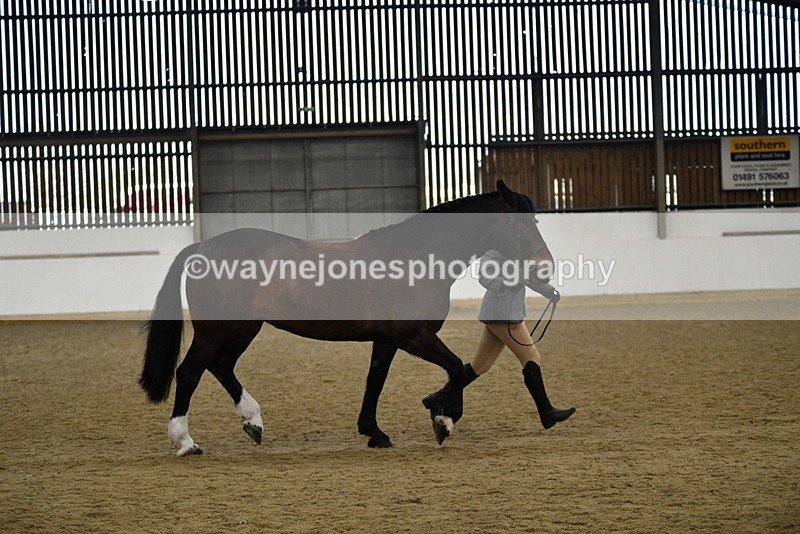 WJ5_5668 - Morning in hand Championship