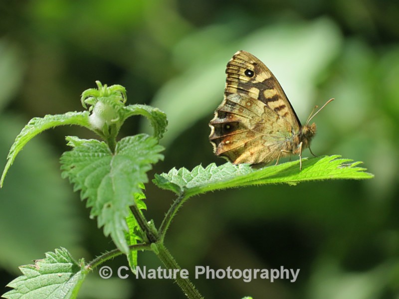 Speckled Wood - Insects & Creepy Crawlies