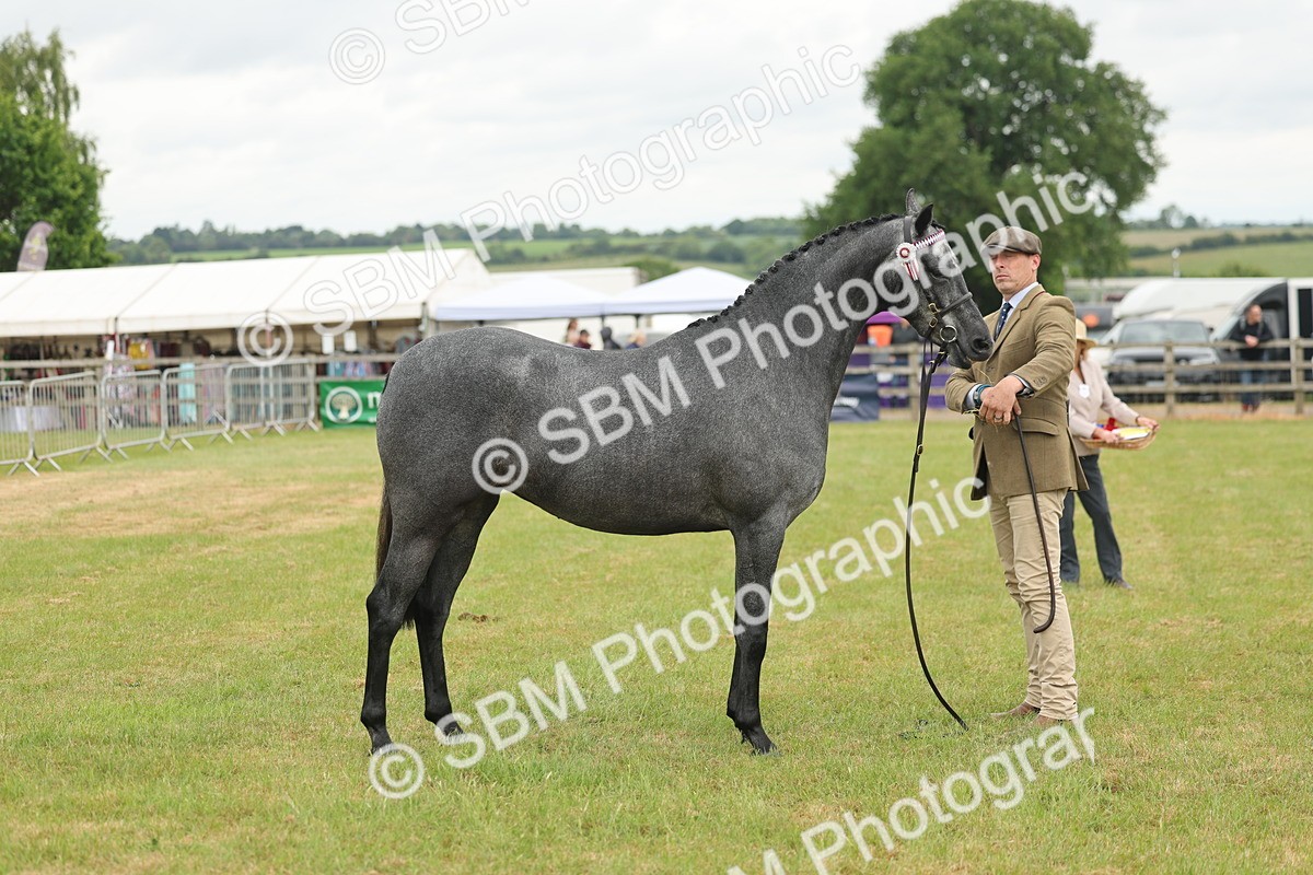 SBM_05496 - Class 68-73 - Riding Pony Breeding