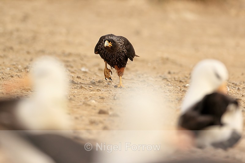 Striated Caracara approaches Black-browed Albatross colony, Falklands - Striated Caracara