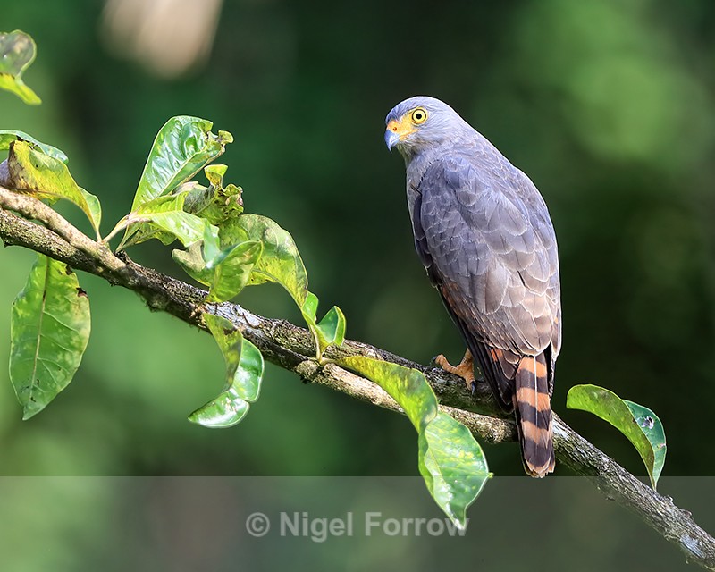 Roadside Hawk perched, close view, Costa Rica - Roadside Hawk