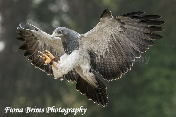 ICBP-84 - Birds of Prey