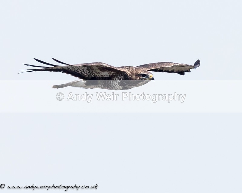 20160413-8E0A3190 - Raptors