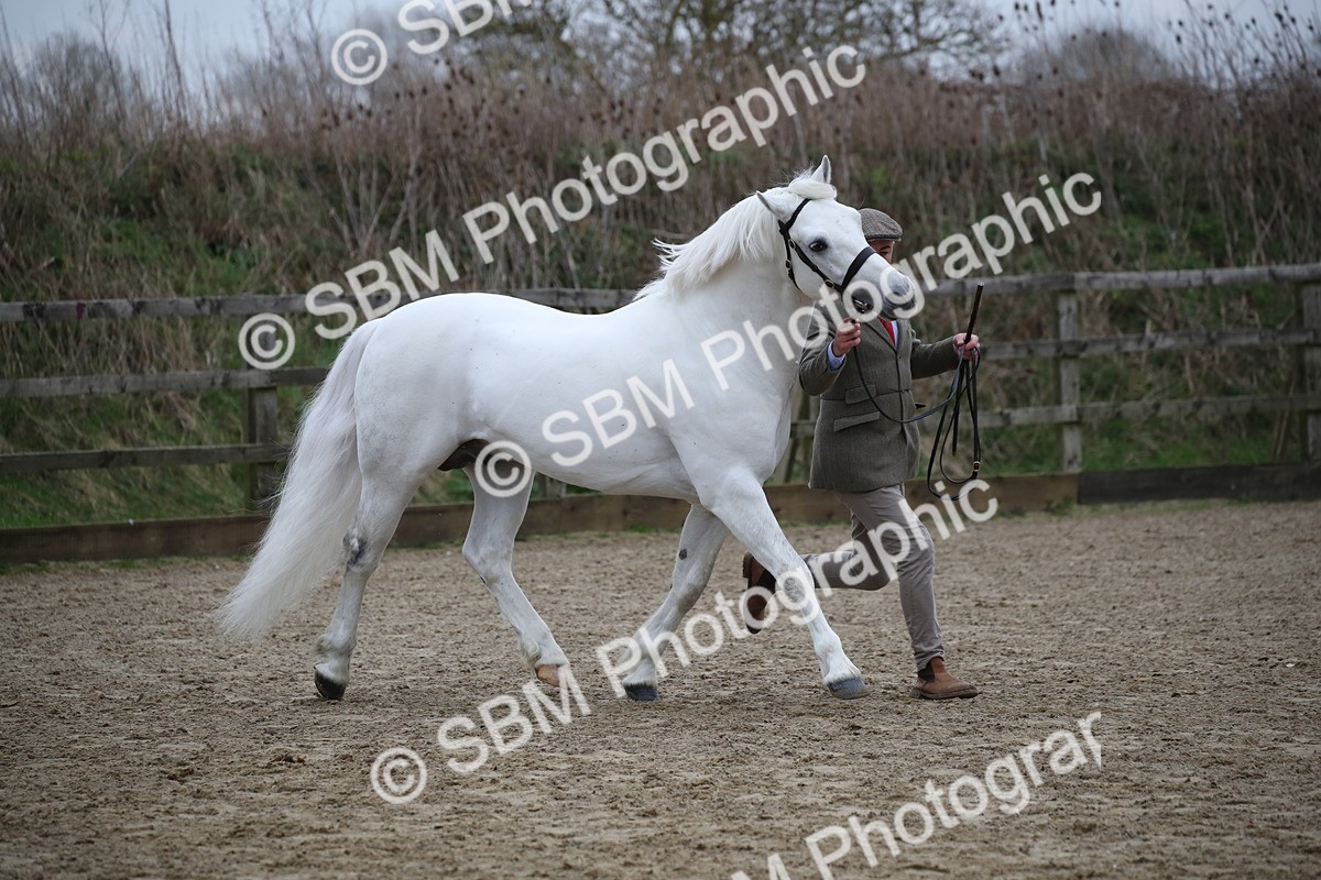 SBM_004095 - Class 1-4 - Young Stock classes Inc. In Hand Championship