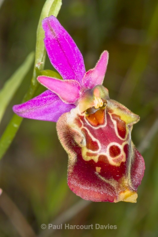 Apulian Ophrys (Ophrys fuciflora ssp. apulica) - Orchids - Ophrys