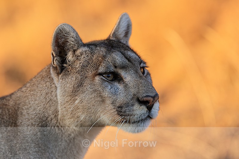 Puma Petaca portrait yellow background, Torres del Paine, Chile - Puma