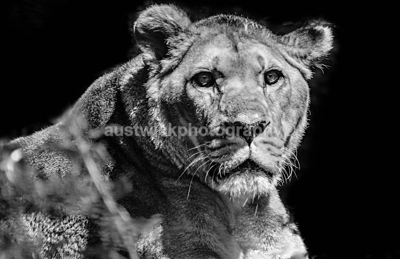 Solomon BW - Animals