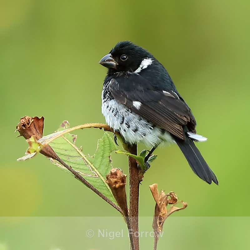 Variable Seedeater (male), Boquete, Panama - Variable Seedeater