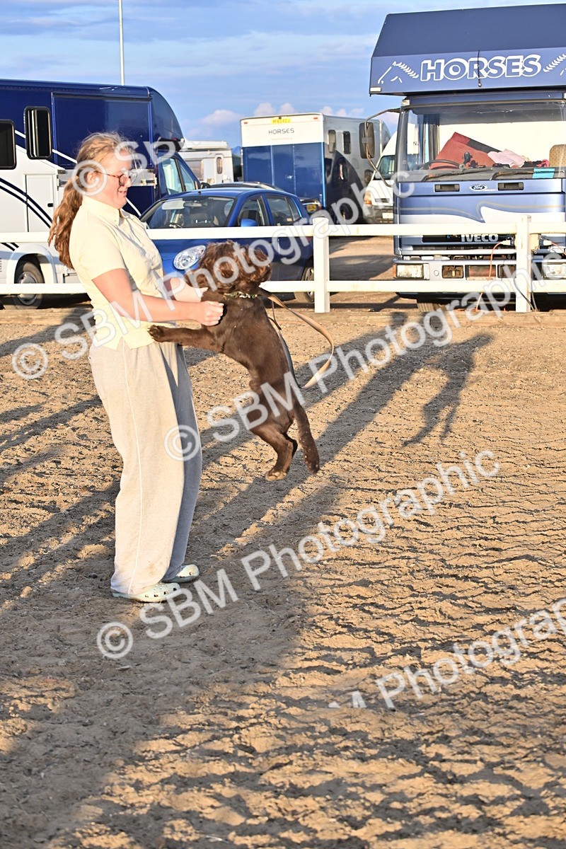 SBM_09674 - Lorry Dogs