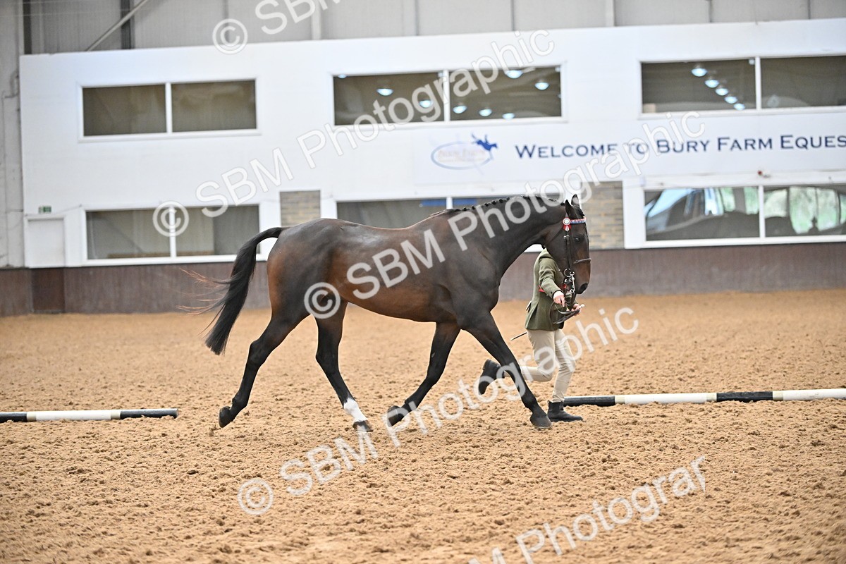 SBM_000731 - Class 14 - SSADL In Hand Championships