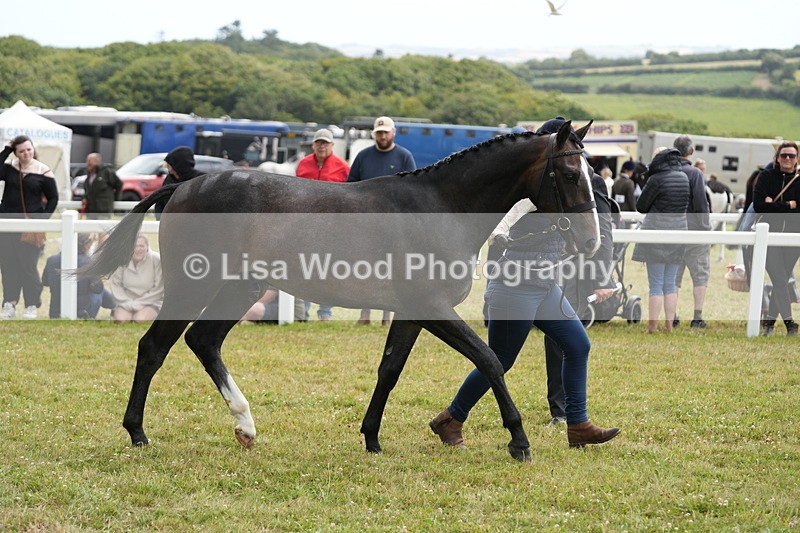 DSC06176 - Class 54: Hunter/Riding Horse/Hack 1 & 2 yr olds