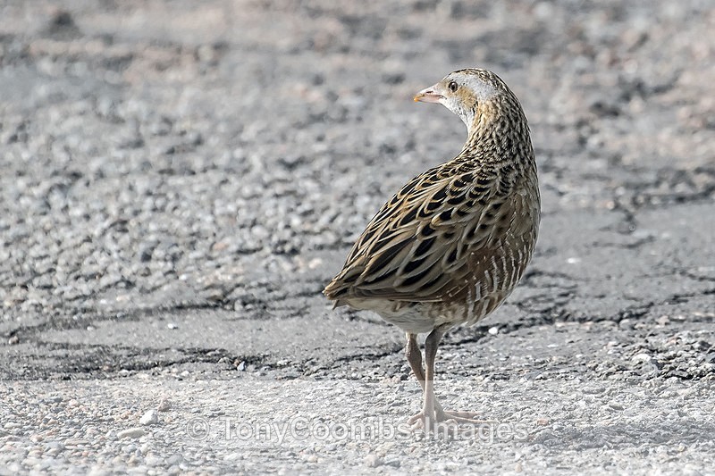 Corncrake - Mull